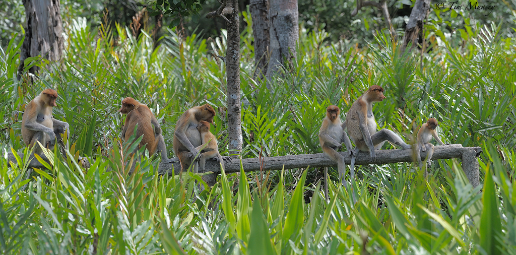 Proboscis Panorama